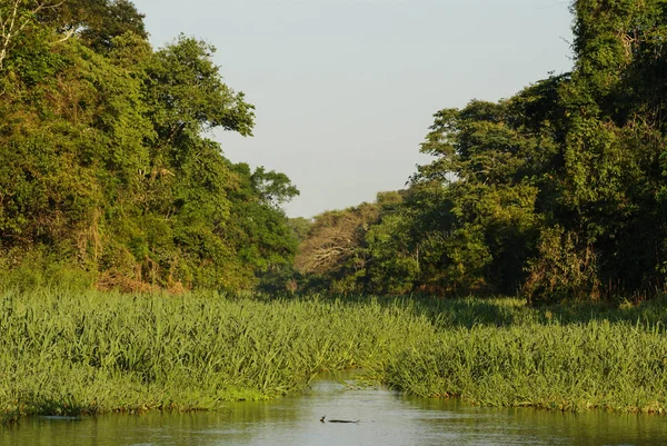 Une Rivière Beaux Arbres Dans Une Forêt Tropicale Pérou — Photo
