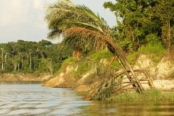 Rio Belas Árvores Uma Floresta Tropical Peru — Fotografia de Stock