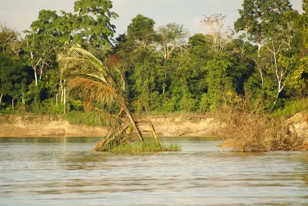 一条河 美丽的树 在秘鲁的热带雨林里 — 图库照片