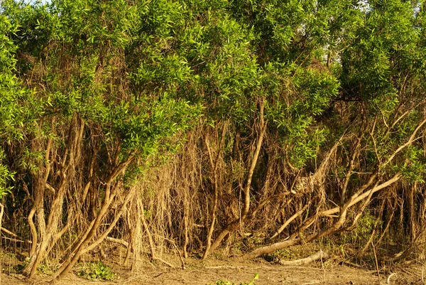 ペルーの熱帯雨林にある川や美しい木々は — ストック写真