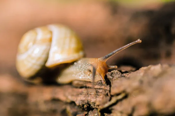 Langsame Schnecke Schleimiges Tier — Stockfoto