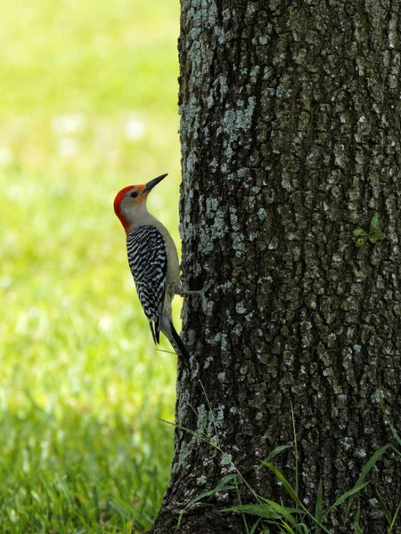 Red-bellied woodpecker (Melanerpes carolinus) clinging to a tree.