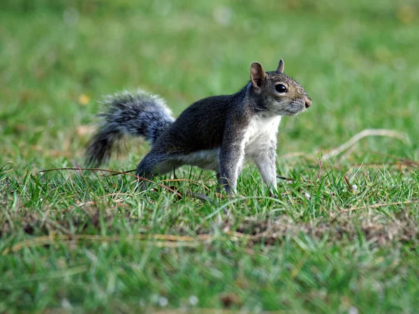 Eichhörnchen Nagetier — Stockfoto