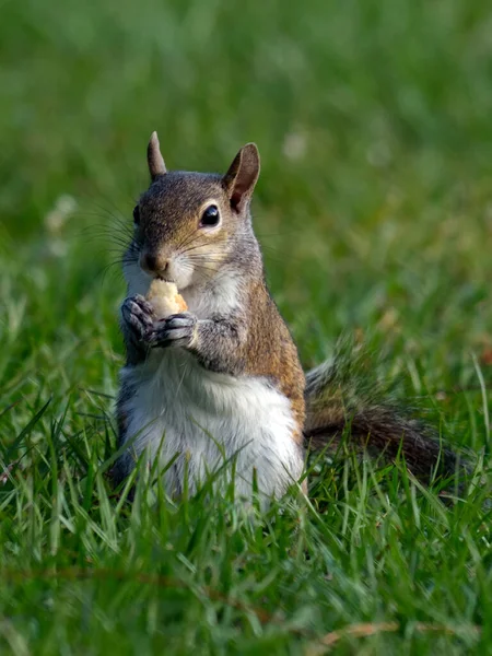 Eekhoorn Dier Knaagdier Zoogdier — Stockfoto