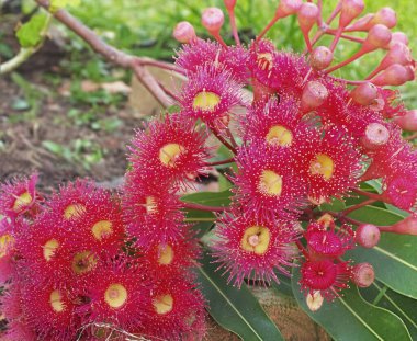 Corymbia pytochocarpa, Australian native plants, red flowering eucalyptus gum tree, red flowers yellow centres and green leaf foliage clipart