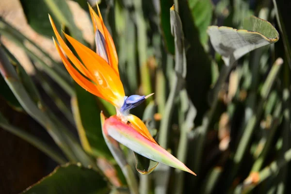 Orange Flower Strelitzia Perennial Plant — Stock Photo, Image