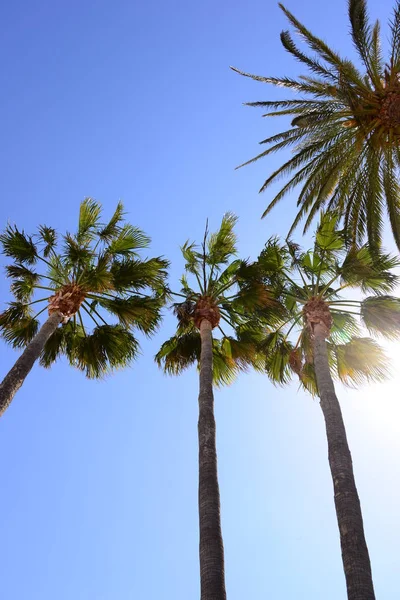 Spanya Palmiye Yaprakları Boşluk Kopyala — Stok fotoğraf