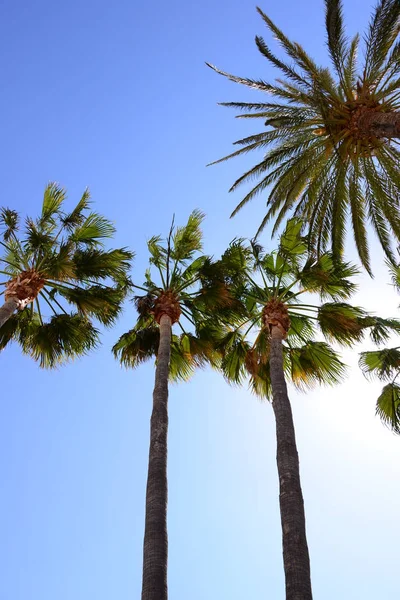 Palm Leaves Spain Copy Space — Stock Photo, Image