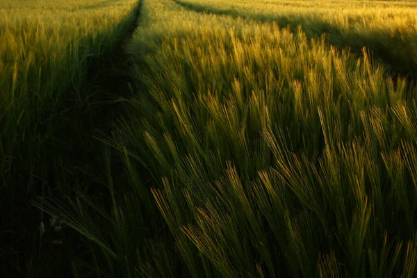 Farklı Yemek Seçici Odaklanma — Stok fotoğraf