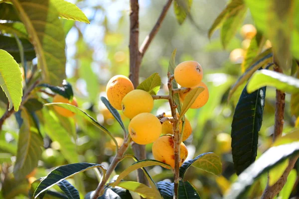 Medlar Drzewie Owocach Florze — Zdjęcie stockowe