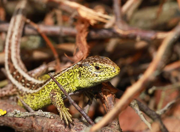 Areia Lagarto Cobra Zauneidechse — Fotografia de Stock