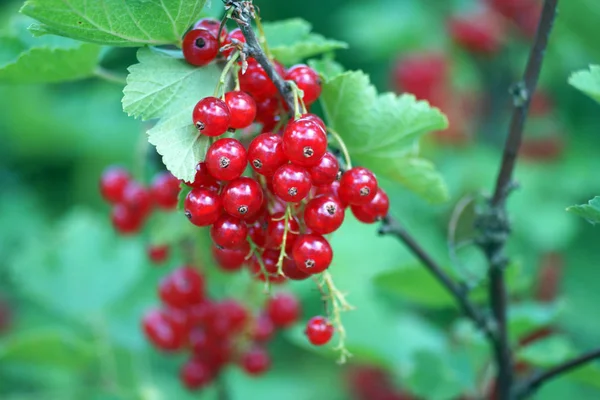 Ribes Cespuglio — Foto Stock