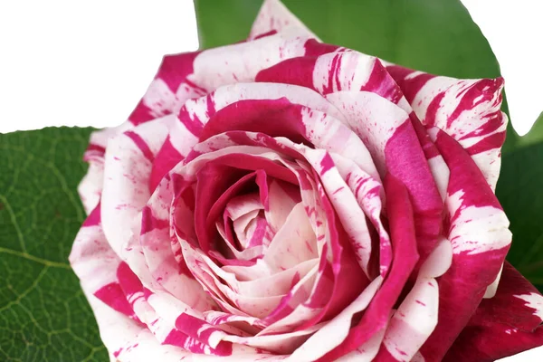 Skönhet Röda Rosenblad Romantisk Flora — Stockfoto