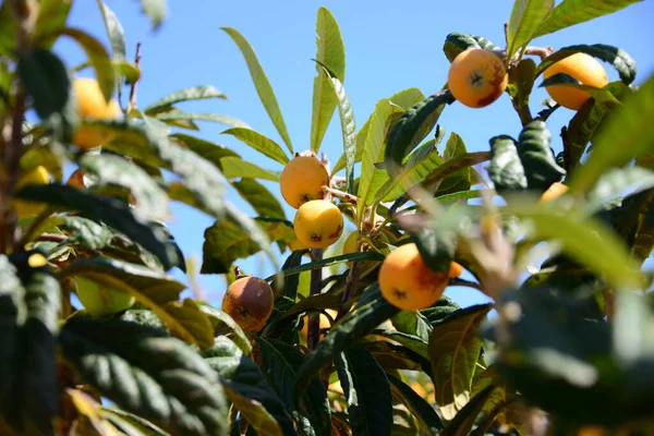 Medlars Δέντρα Φρούτα Και Χλωρίδα — Φωτογραφία Αρχείου