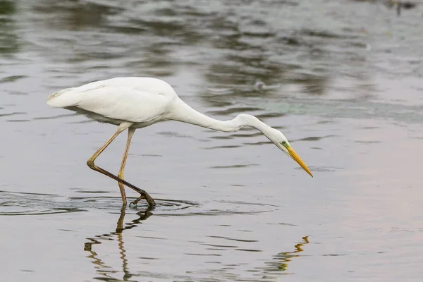 Malerischer Blick Auf Reiher Vögel Der Natur — Stockfoto