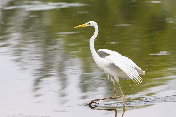 Malerischer Blick Auf Reiher Vögel Der Natur — Stockfoto