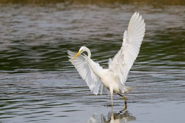 Vista Panorâmica Dos Pássaros Egrets Natureza — Fotografia de Stock