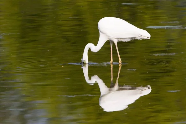 Vista Panorâmica Dos Pássaros Egrets Natureza — Fotografia de Stock