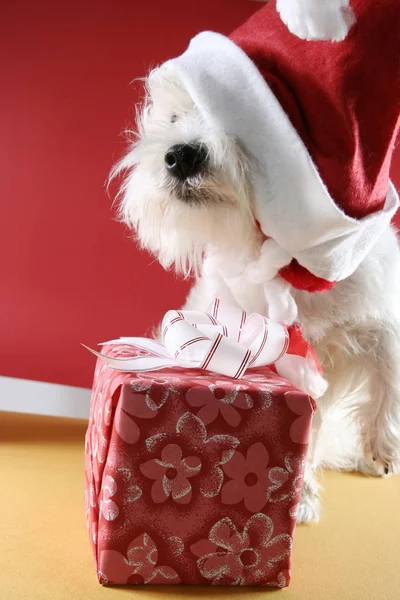 White Puppy Dressed Santa Claus Costume — Stock Photo, Image