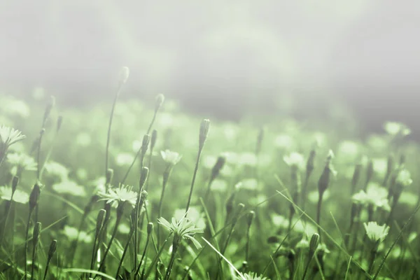 Naturlandschaft Mit Gelben Blumenfeldern Und Bergen — Stockfoto