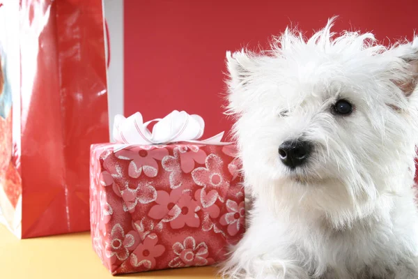 可愛いです白い子犬とともにプレゼントと雪のフレーク — ストック写真