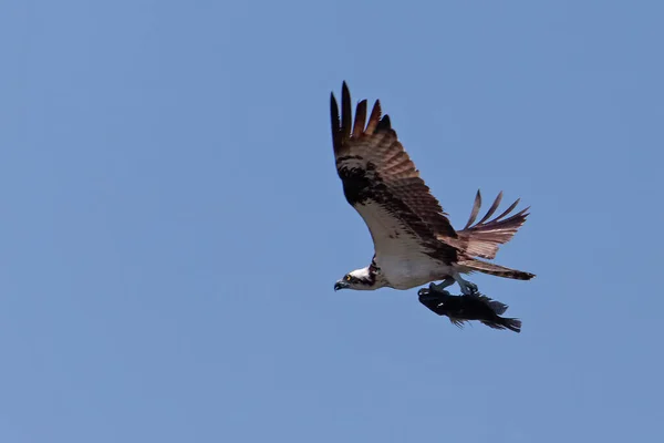 Festői Kilátás Gyönyörű Osprey Madár — Stock Fotó