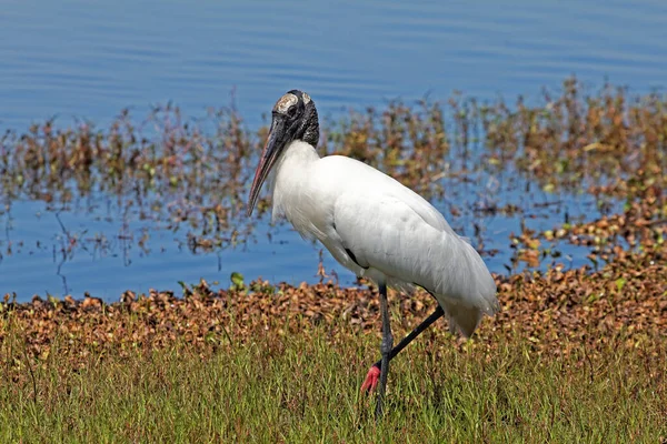 Vista Panorámica Hermoso Pájaro Cigüeña Naturaleza — Foto de Stock