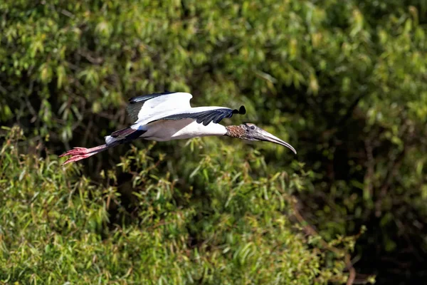 Cegonhas Pernas Compridas Pescoço Comprido Pássaro Vagueando — Fotografia de Stock