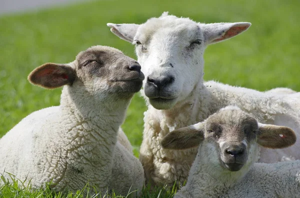 Ovejas Domésticas Pasto — Foto de Stock