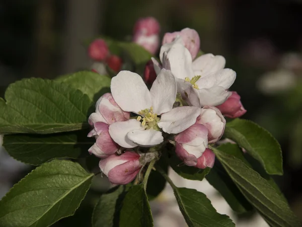 Coloridas Flores Que Crecen Aire Libre — Foto de Stock