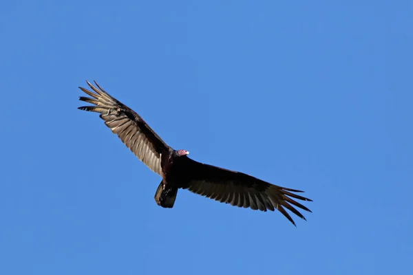 Observação Pássaros Pássaro Bonito Natureza Selvagem — Fotografia de Stock