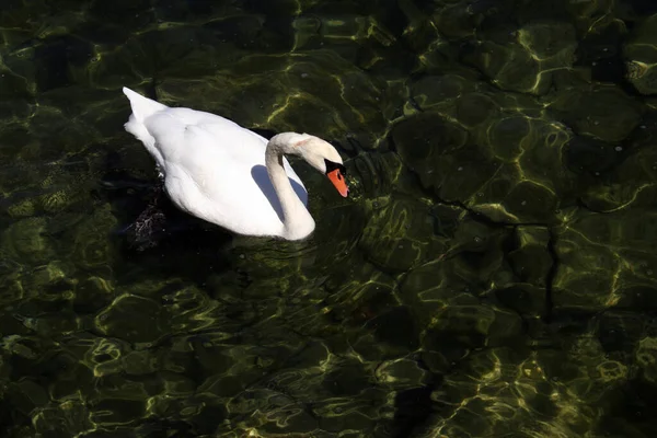 Beautiful Swan Floating Water — Stock Photo, Image