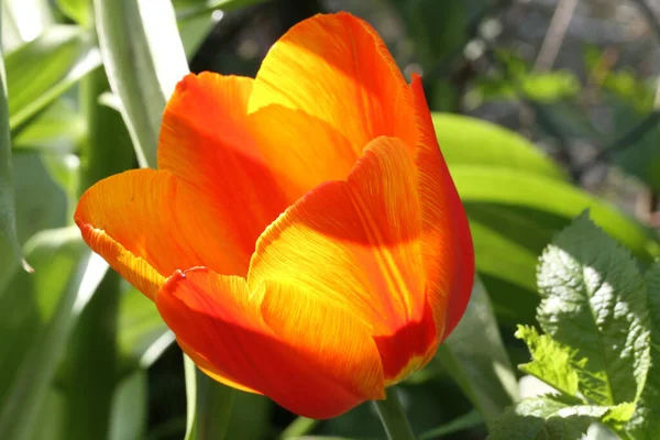 Primavera Despertar Flor Tulipa — Fotografia de Stock