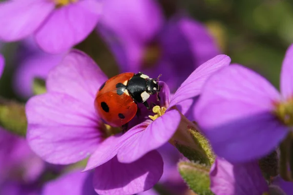 Bug Vermelho Com Pontos Ladybug — Fotografia de Stock