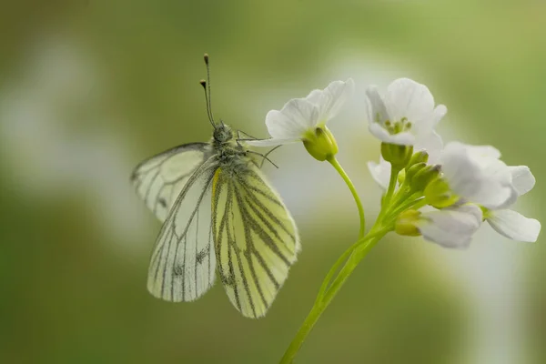 Vue Rapprochée Beau Papillon Coloré — Photo