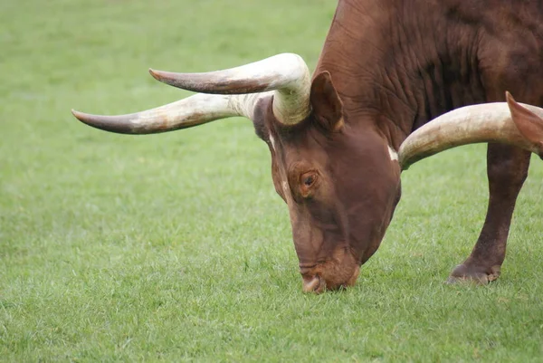 Ankole Watsui Cattle Bos Primigenius Taurus — Stock Photo, Image