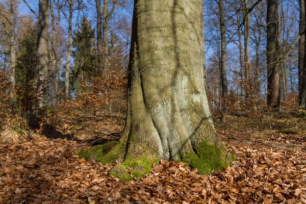 Lesní Půda Kmenem Stromů Jaře — Stock fotografie