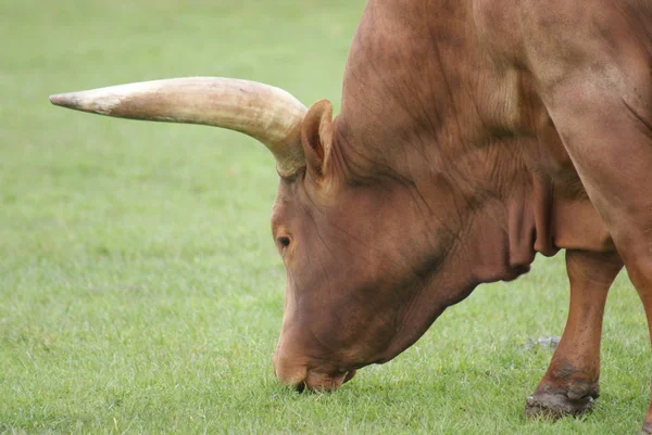 Ankole Watsui Cattle Bos Primigenius Taurus — Stock Photo, Image
