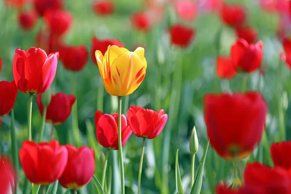 Tulipan Żółty Między Czerwonymi Tulipanami — Zdjęcie stockowe