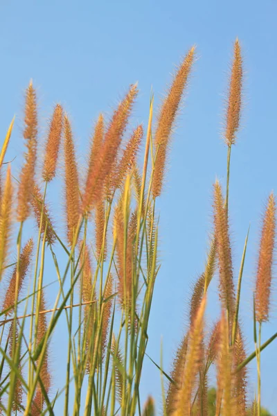 Juncos Grama Com Fundo Azul Céu — Fotografia de Stock