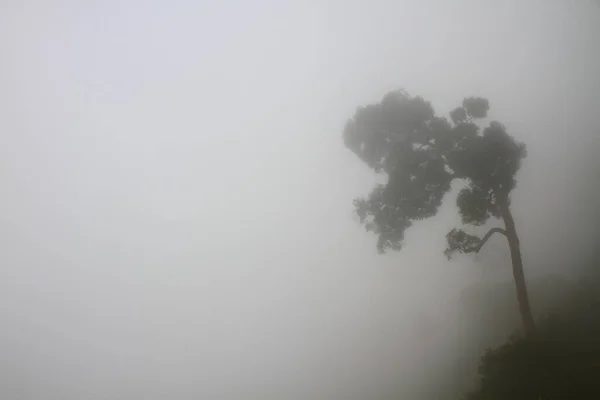 Árbol Una Niebla Árbol Otoño Una Densa Niebla — Foto de Stock