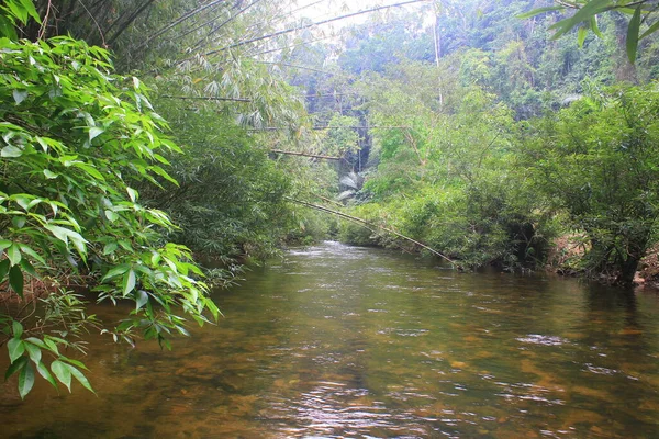 Річка Глибоких Лісах Ріка Вічнозелених Лісах Таїланду — стокове фото