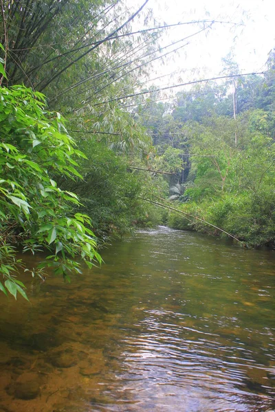 Río Bosque Profundo Río Bosque Siempreverde Tailandia — Foto de Stock