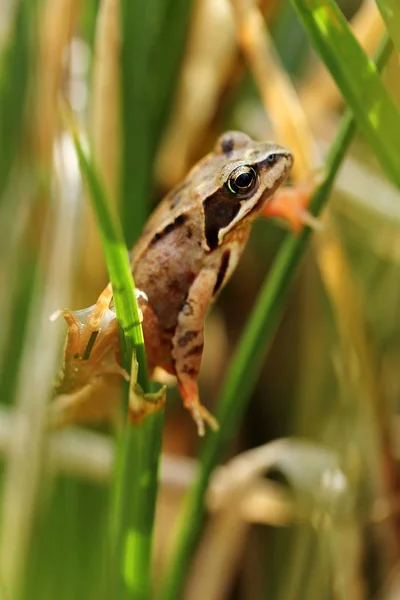 Weiblicher Grasfrosch Der Sonne Femelle Grenouille — Photo