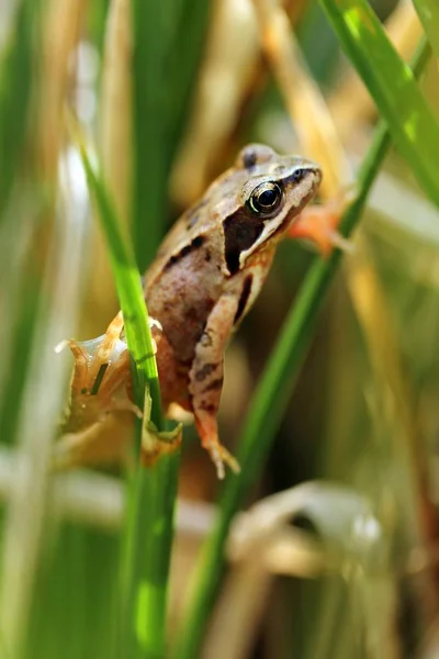 Weiblicher Grasfrosch Der Sonne Female Grass Frog — Stock Photo, Image
