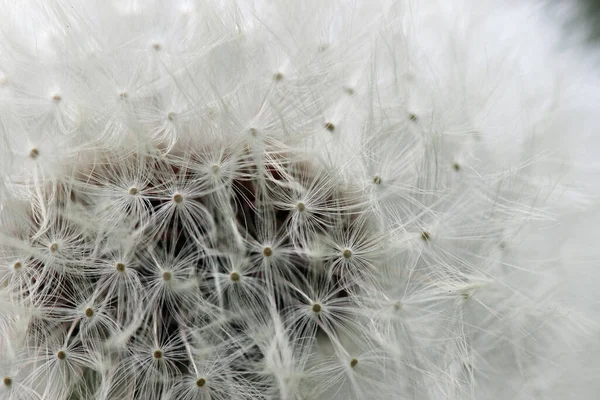 Schöne Aussicht Auf Natürliche Löwenzahnblume — Stockfoto