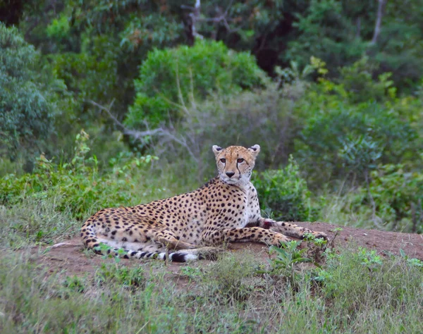 Hermoso Guepardo Grande Gato Sabana Salvaje Animal — Foto de Stock