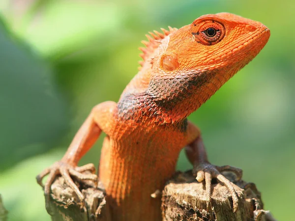 Perto Lagarto Habitat Conceito Selvageria — Fotografia de Stock