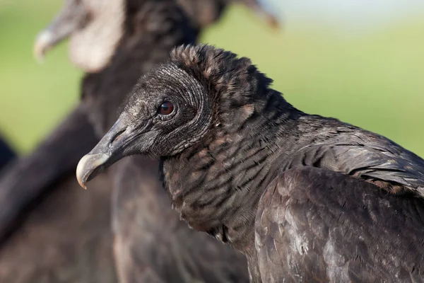 Scenic View Beautiful Bird Nature — Stock Photo, Image