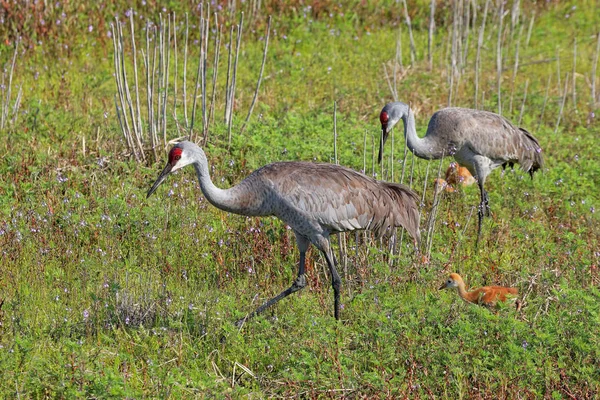 Aussichtsreiche Aussicht Auf Schöne Vögel Der Natur — Stockfoto